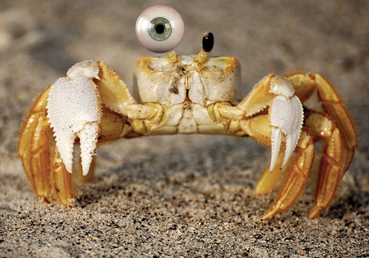 Mutated Crab